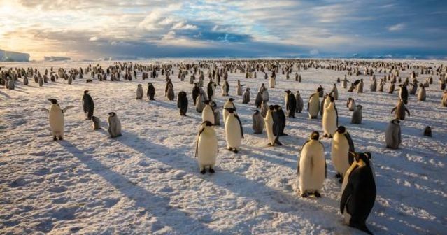 Berita Baik Untuk Penguin Dan Paus: Laut Ross Antartika Baru Saja Menjadi Cagar Laut Terbesar di Dunia!