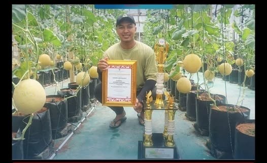 Tidak Gengsi, Pemuda di Jombang Sukses Jadi Petani Milenial Kembangkan MelonPonik